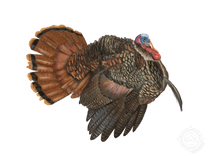 Osceola Turkey